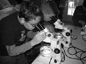 Students in the CBEC reef project peer through microscopes to examine oysters and explore their ability to filter Bay water.